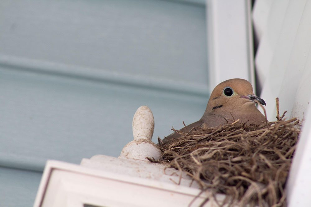 Pencereye yumurtlayan kuş