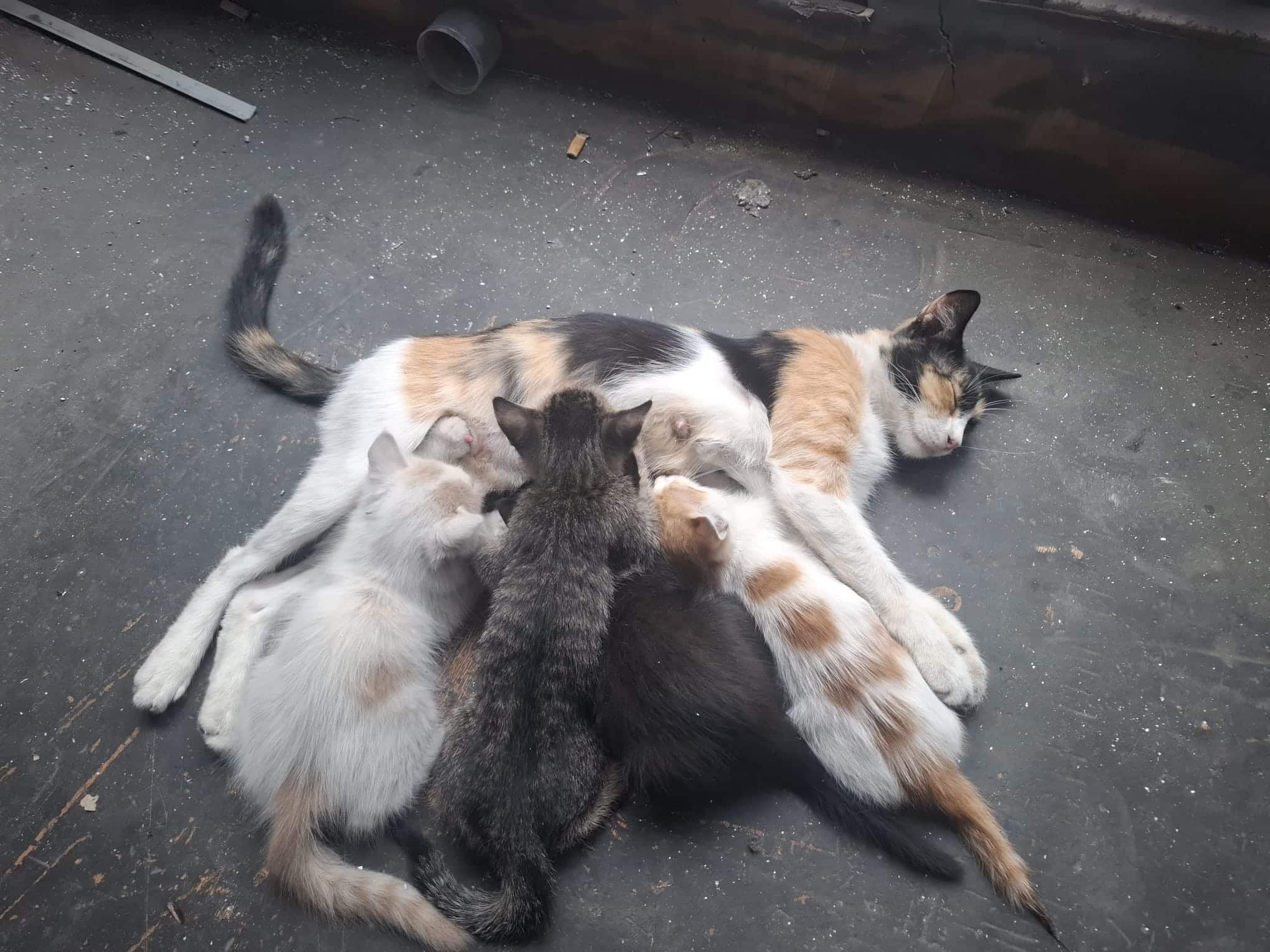İş Yerinde Yavru Kedi Bakımı