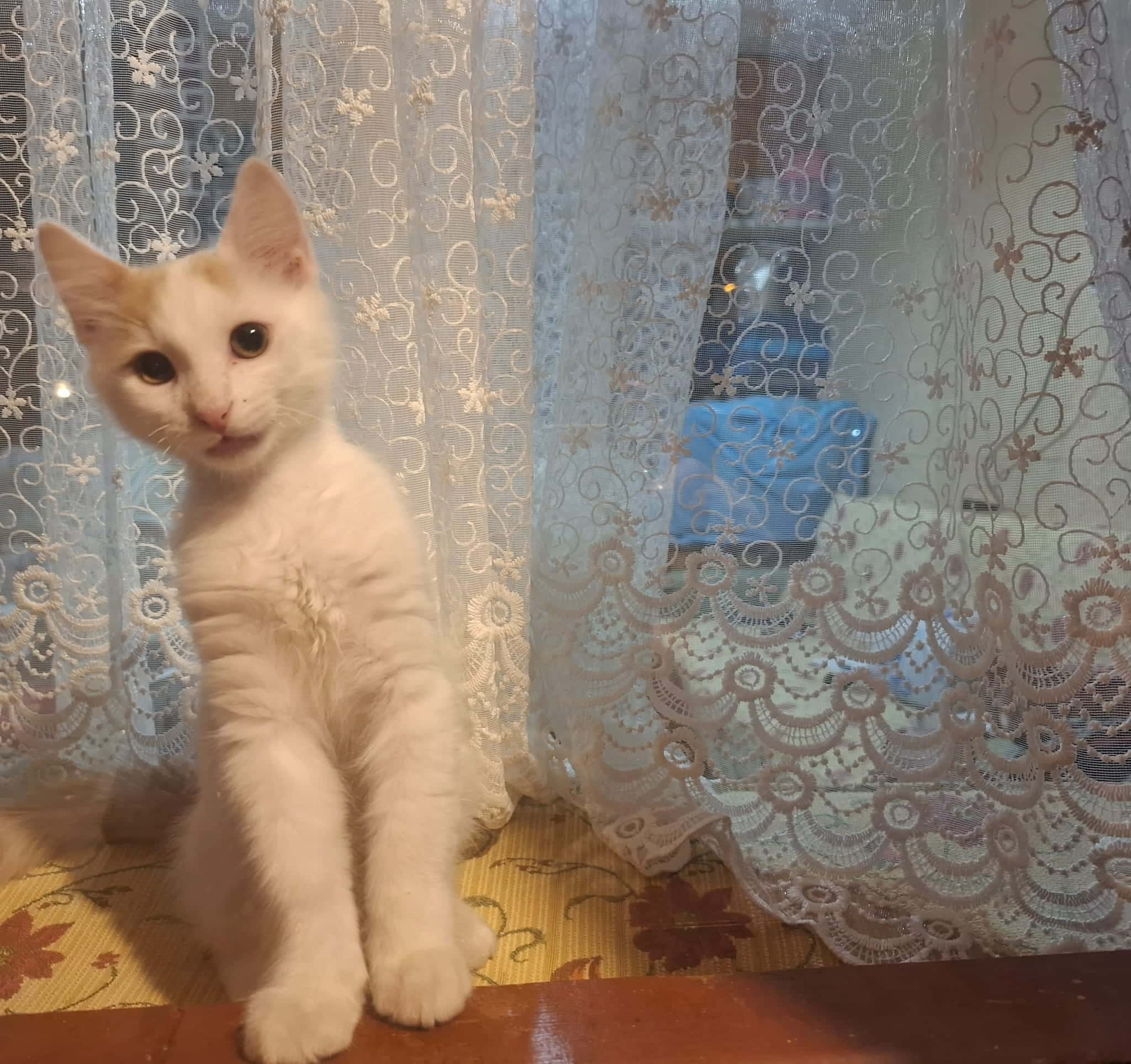 Sevgi Bazen Kafes Olur